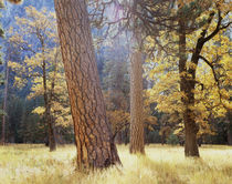 USA, California, Sierra Nevada Mountains, Yosemite National ... von Danita Delimont