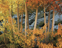 USA, California, Sierra Nevada Mountains, Autumn colors of a... von Danita Delimont