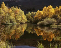 USA, California, Sierra Nevada Mountains, Autumn colors of a... by Danita Delimont