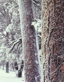 USA, California, Cleveland National Forest, Acorn holes from... by Danita Delimont