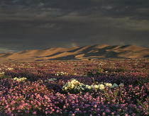 USA, California, Dumont Dunes, A rainbow above the dunes and... by Danita Delimont