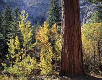 USA, California, Sierra Nevada Mountains, Autumn colors of a... by Danita Delimont