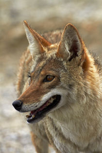 Coyote at Badwater Basin, Death Valley National Park, Mojave... by Danita Delimont