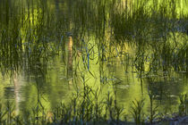 Reflections in Mirror Lake, Yosemite National Park, California, USA by Danita Delimont