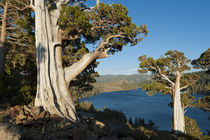 Juniper Trees above Echo Lake, Sierra Nevada Mountains von Danita Delimont