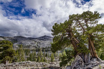 Sierra Juniper and Evergreen Trees above Tamarack Lake, Sier... by Danita Delimont