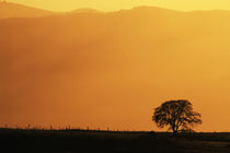 USA, California, Walnut Creek, Mount Diablo State Park, Lone... von Danita Delimont