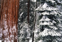 USA, California, Sequoia National Park, Giant Forest, Giant ... by Danita Delimont