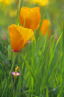California golden poppies in a green field von Danita Delimont