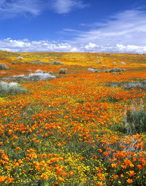 California Poppy Reserve von Danita Delimont