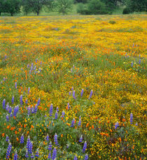 USA, California, Coast Range Mountains, Douglas lupine, gold... von Danita Delimont