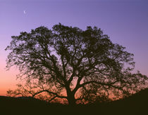 USA, California, Coast Range Mountains, Crescent moon above ... by Danita Delimont