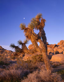 USA, California, Joshua Tree National Park, Joshua tree, moo... by Danita Delimont