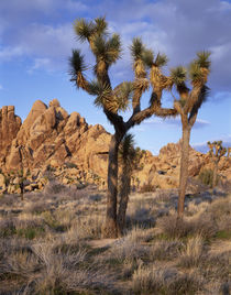 USA, California, Joshua Tree National Park, Joshua trees and... by Danita Delimont