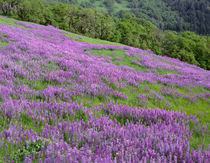 USA, California, Redwood National Park, Spring meadow of riv... von Danita Delimont