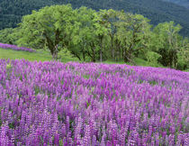 USA, California, Redwood National Park, Spring meadow of riv... by Danita Delimont