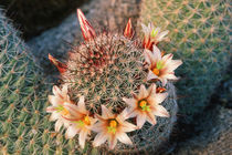 Fishhook cactus in bloom, Anza-Borrego Desert State Park, Ca... by Danita Delimont