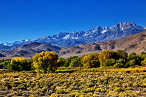 Driving on Hwy 395 Outside of Bishop, California, USA. von Danita Delimont