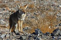 Coyote of Death Valley by Danita Delimont