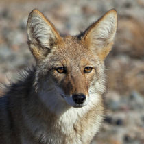 Coyote of Death Valley by Danita Delimont