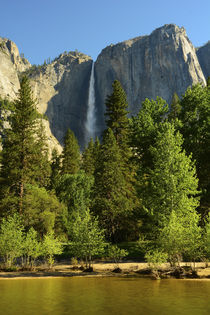 Upper Yosemite Falls, Merced River, Yosemite National Park, ... by Danita Delimont