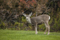 Mule Deer Doe on the Lawn at Mono County Park, Mono Lake, California by Danita Delimont