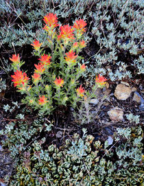 Ansel Adams Wilderness, CA, USA, Miniature Garden at Gem Lake von Danita Delimont