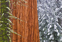 California, Giant Sequoia in winter, Giant Forest, Sequoia N... von Danita Delimont