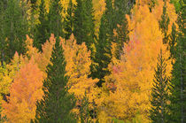 Fall aspens and pines along Bishop Creek, Inyo National Fore... von Danita Delimont