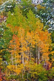 Fall color and fresh snow at Lake Sabrina, Inyo National For... by Danita Delimont