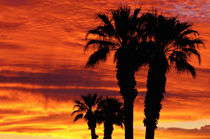 Silhouetted palms at sunrise, Anza-Borrego Desert State Park, Usa by Danita Delimont