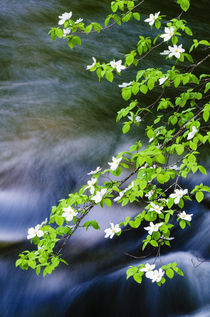 Mountain Dogwood above the Merced River, California, Usa by Danita Delimont
