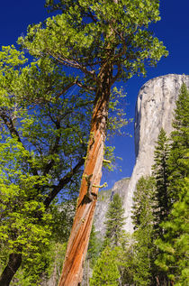 Morning light on El Capitan, California, Usa von Danita Delimont