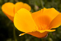 California poppies, Montana de Oro State Park, Los Osos, CA von Danita Delimont