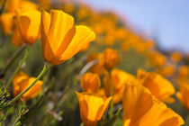 California Poppies, California Central Coast near Paso Robles von Danita Delimont