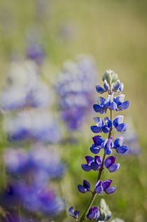 California Central Coast von Danita Delimont