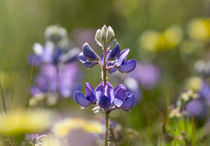 California Central Coast von Danita Delimont