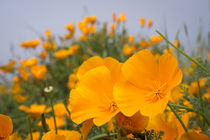 California poppies in Montana de Oro State Park, Los Osos, C... by Danita Delimont