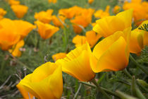 California poppies in Montana de Oro State Park, Los Osos, C... von Danita Delimont