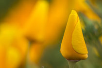 California poppies in Montana de Oro State Park, Los Osos, C... von Danita Delimont