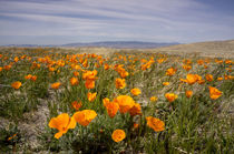 California poppies in bloom, Lancaster, California von Danita Delimont