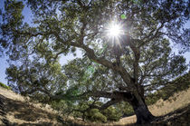Spreading oak tree with sun, Sonoma, California von Danita Delimont
