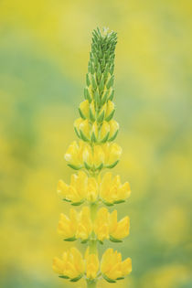 Golden Lupine von Danita Delimont