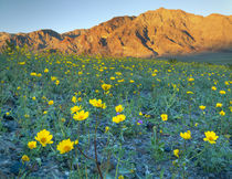 Death Valley National Park, California by Danita Delimont