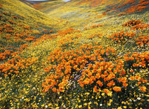 USA, California, Antelope Valley, View of California golden ... von Danita Delimont