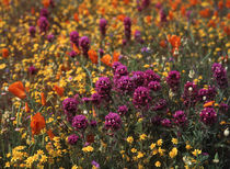 USA, California, View of Owl's Clover, poppies and coreopsis... von Danita Delimont