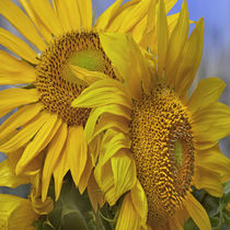 Group of yellow Sunflowers, California von Danita Delimont