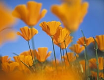 California poppies, California USA by Danita Delimont