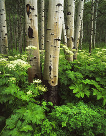 USA, Colorado, Aspen trees and Cow Parsnip in White River Na... von Danita Delimont