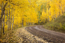 USA, Colorado, Uncompahgre National Forest von Danita Delimont